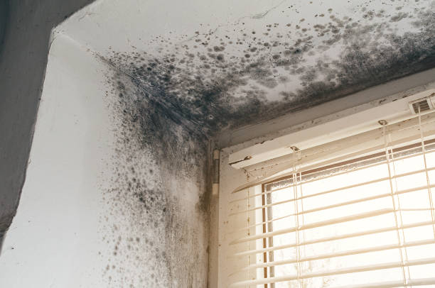 Affordable Bathroom Mold Removal solutions in Bennett, NC